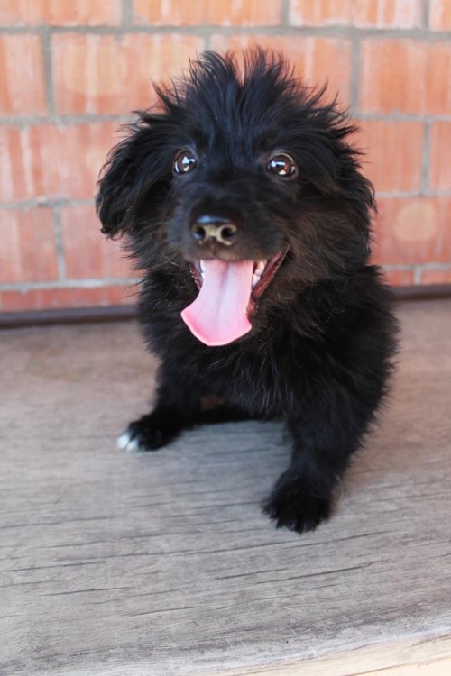 მეტისი უსახელო