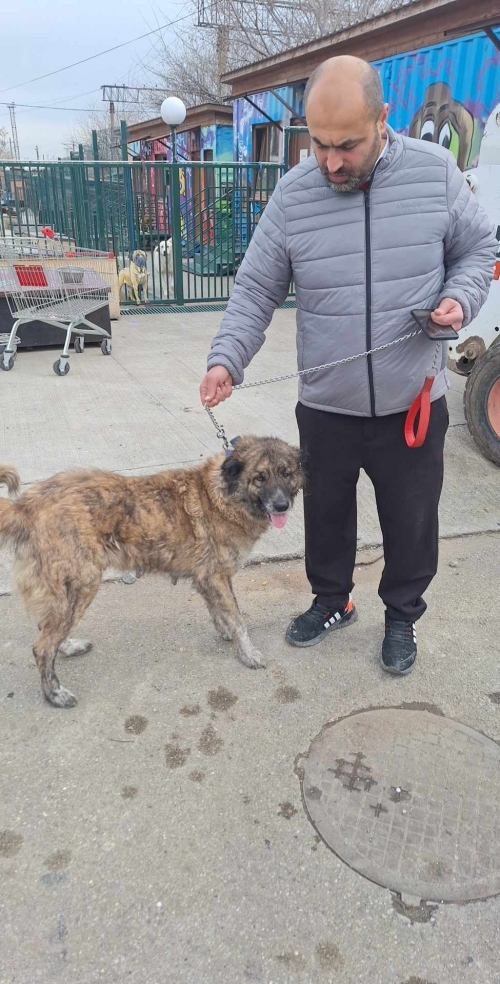 ქართული ნაგაზი უსახელო