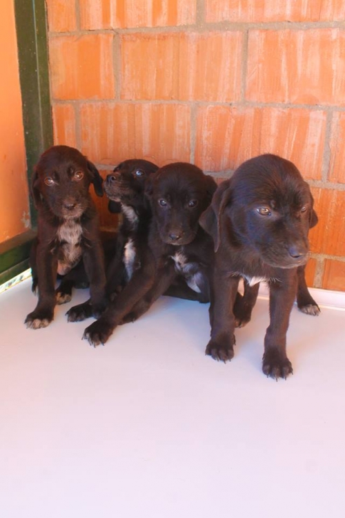 მეტისის ლეკვები უსახელო