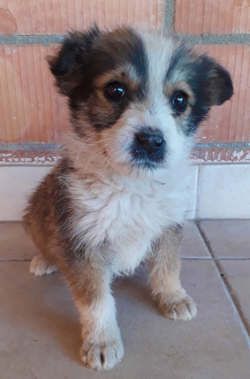 მეტისი უსახელო