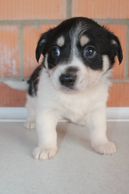 მეტისი უსახელო