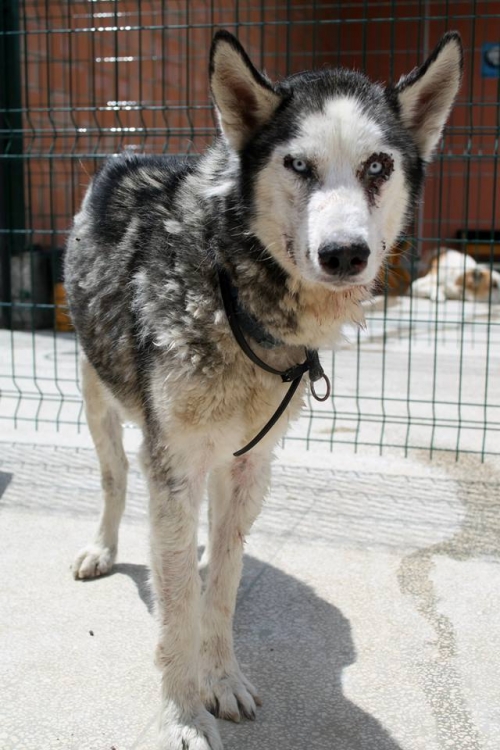 ლაიკა უსახელო