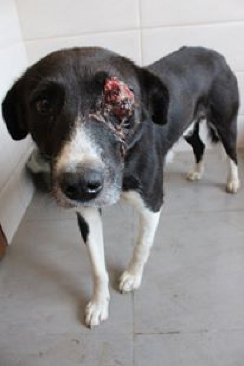 მეტისი უასახელო