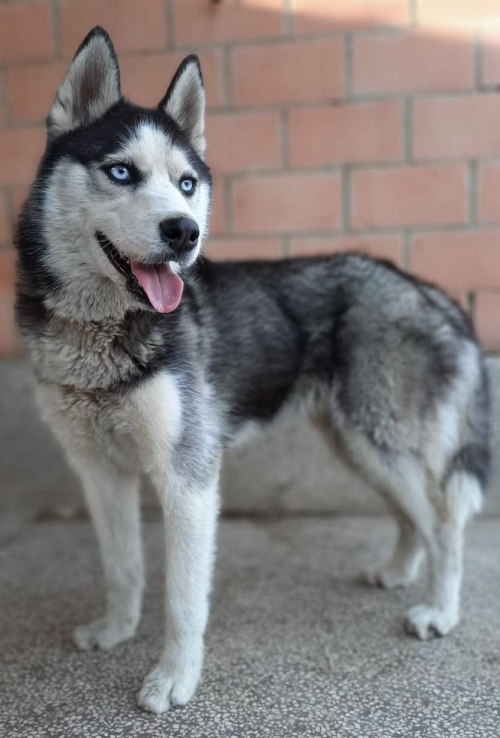 ლაიკა ყაზბეგის ქუჩა