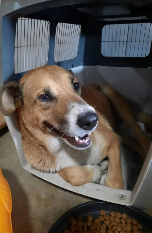 მეტისი კუსა