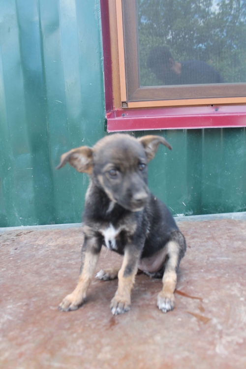 მეტისი უსახელო