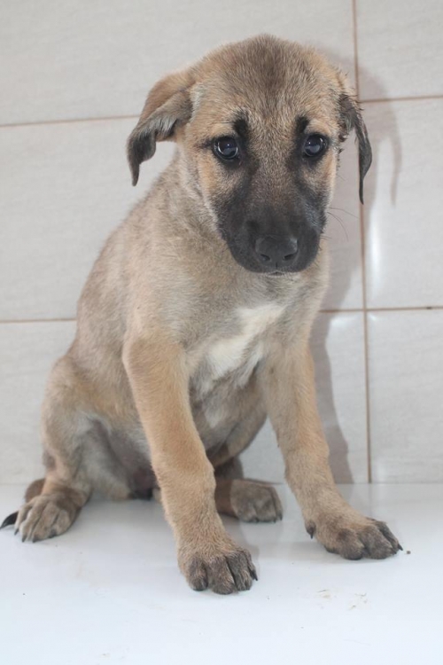 მეტისი უსახელო