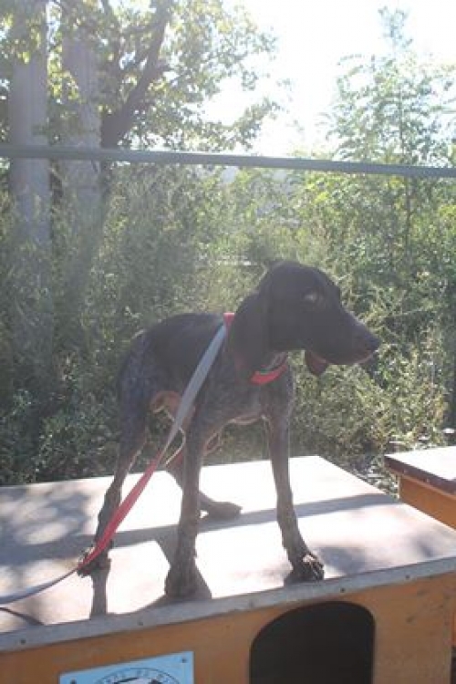 კურცხაარი უსახელო