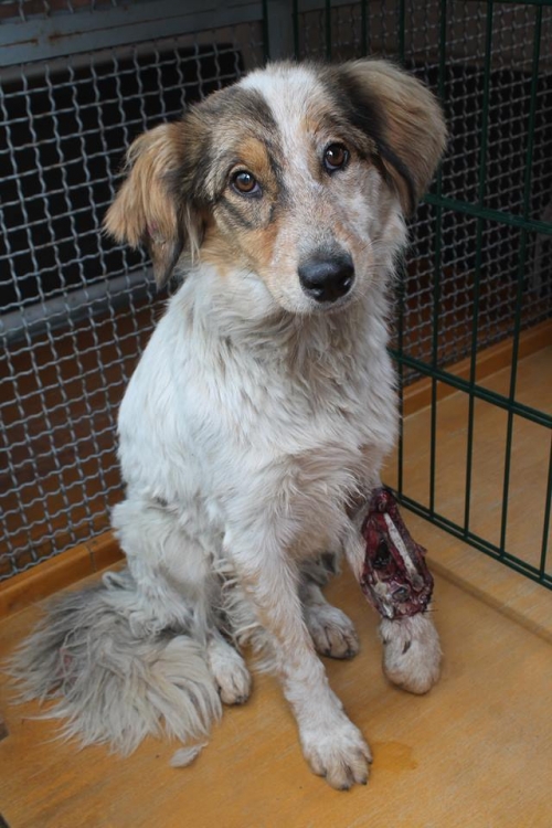 მეტისი უსახელო