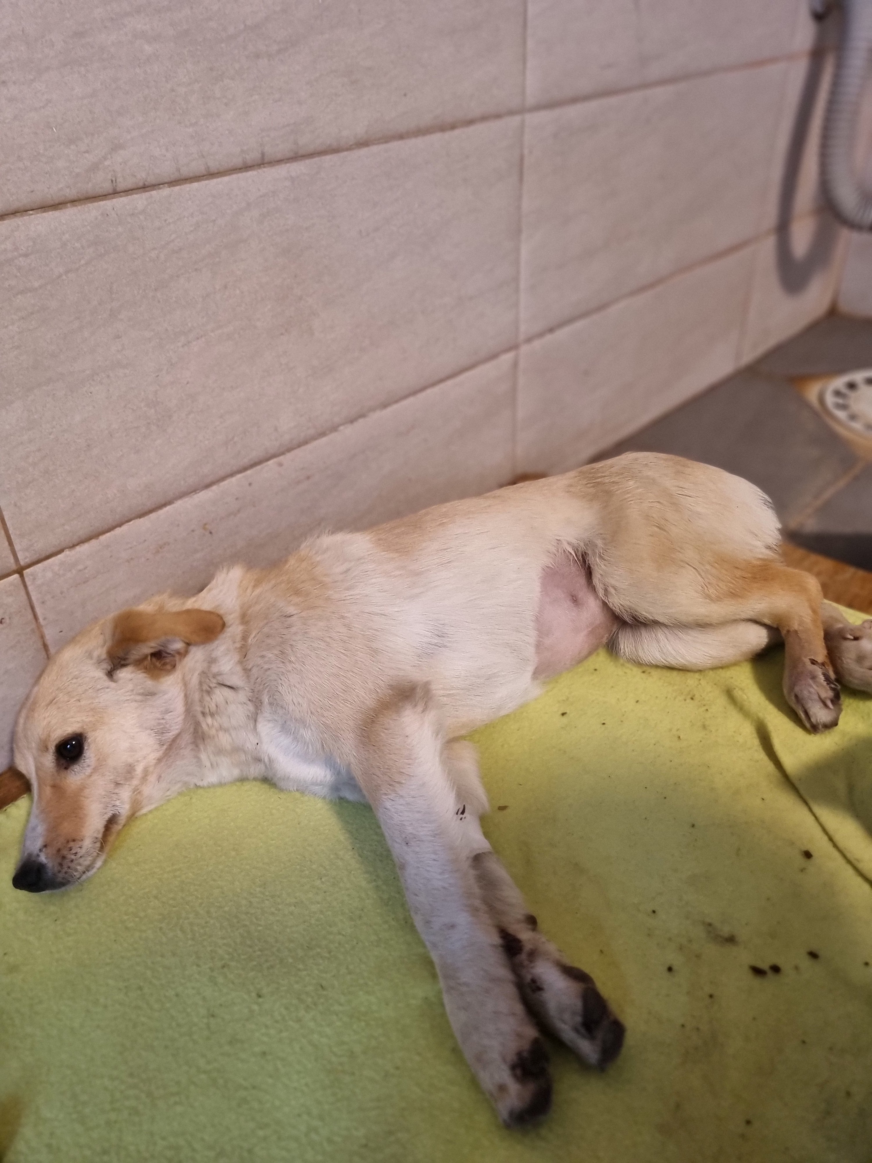 მეტისი. რუსთავი