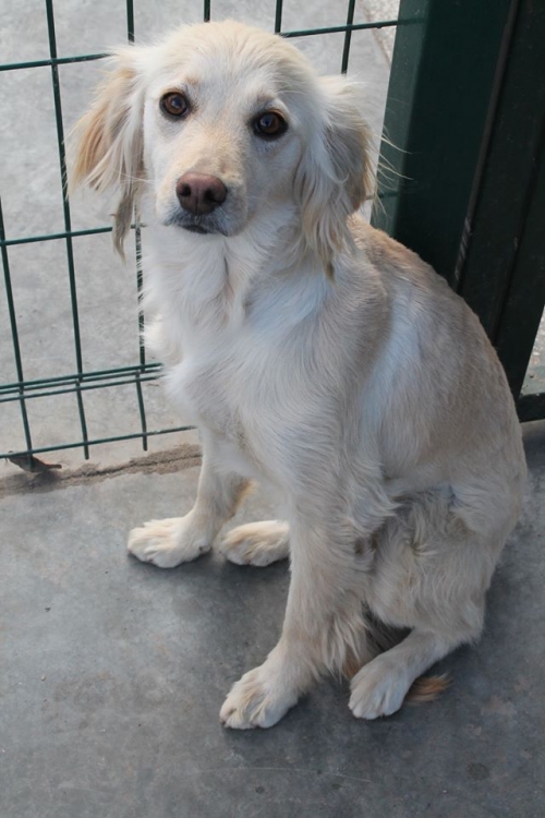 კოკერსპანელის მეტისი დოლი