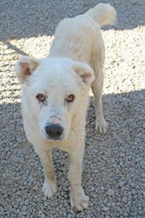 ქართული ნაგაზი უსახელო