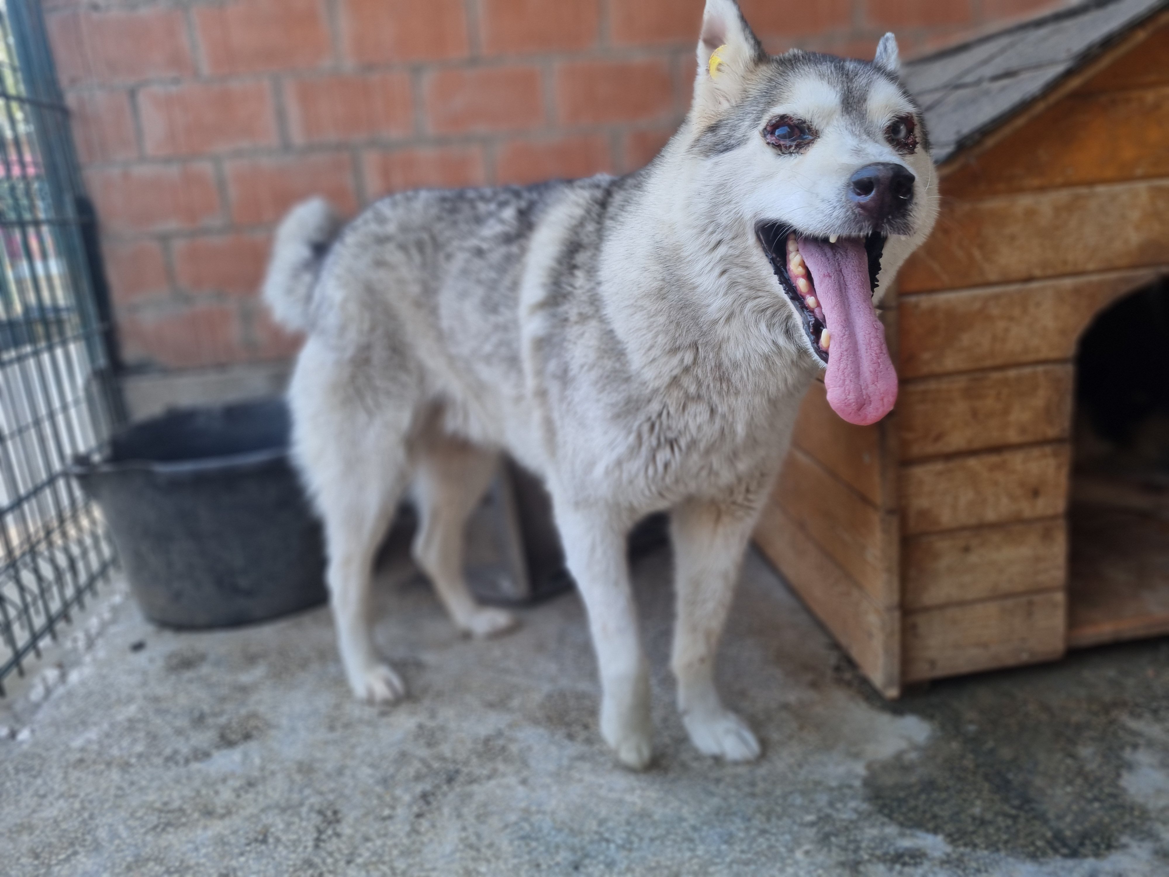 ლაიკა. საგარეჯო