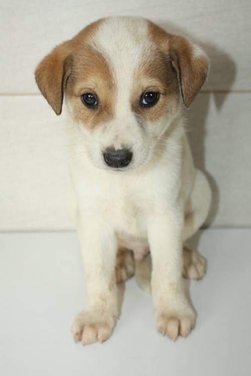 მეტისი უსახელო