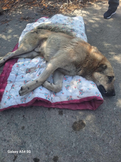 ქართული ნაგაზი ბოცმანა