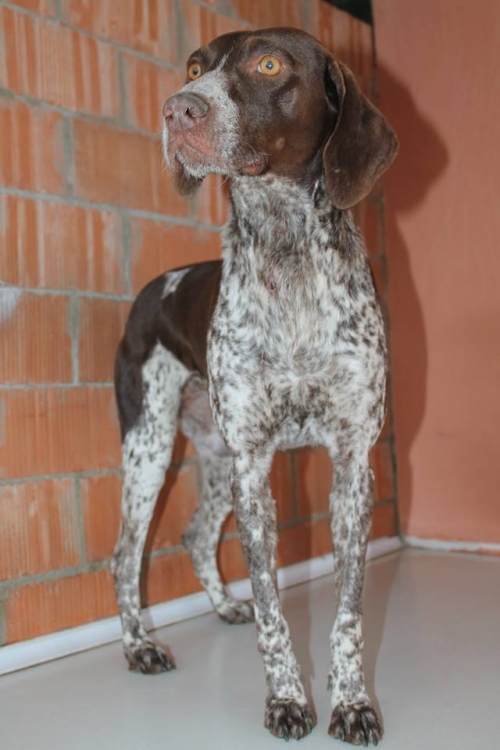 კურცხაარი ლაქი