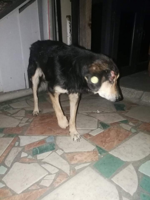 მეტისი უსახელო