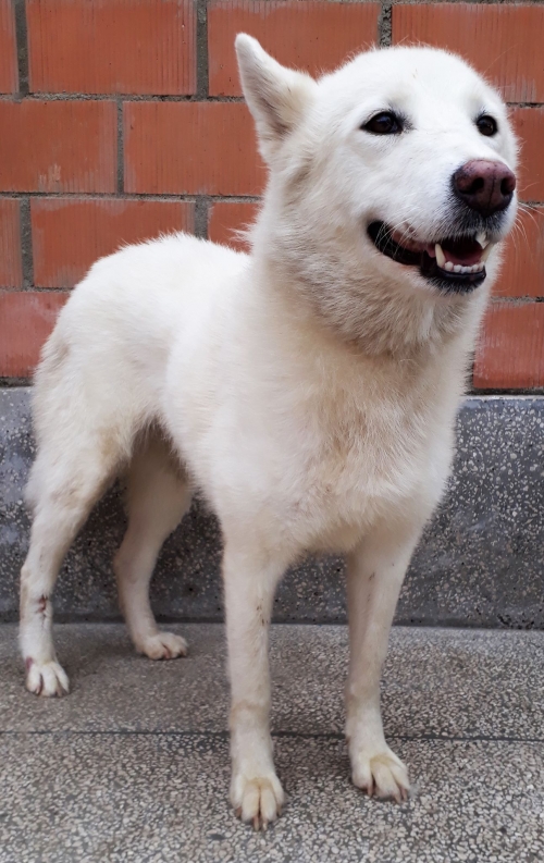 ლაიკა უსახელო