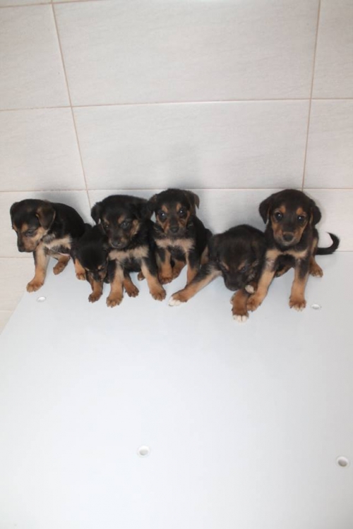 მეტისის ლეკვები უსახელო