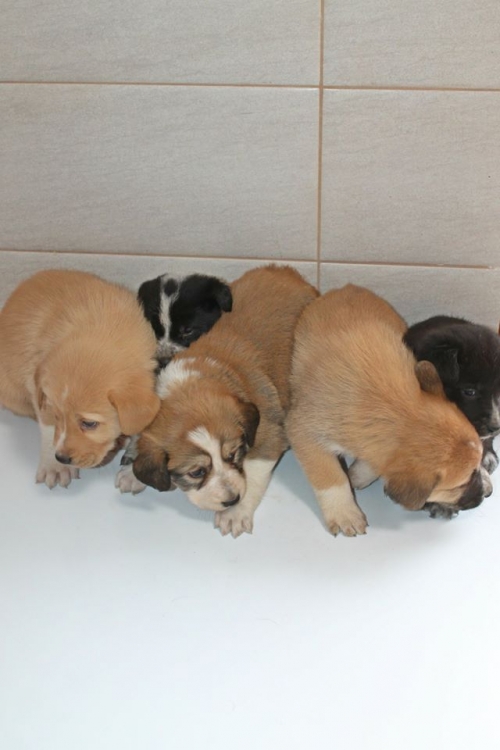 მეტისის ლეკვები უსახელო