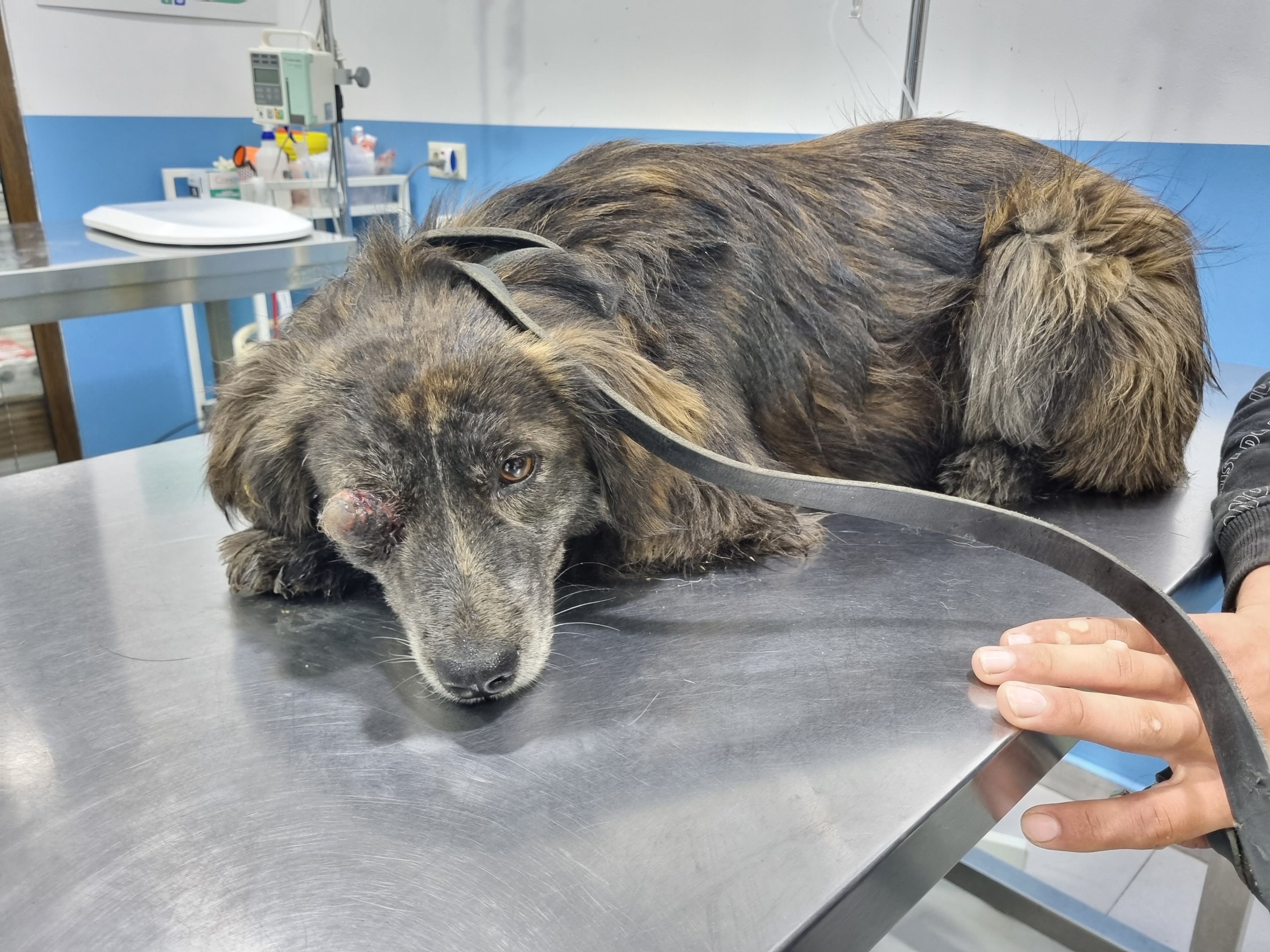 მეტისი. ვაშლიჯვრის ზოომარტი