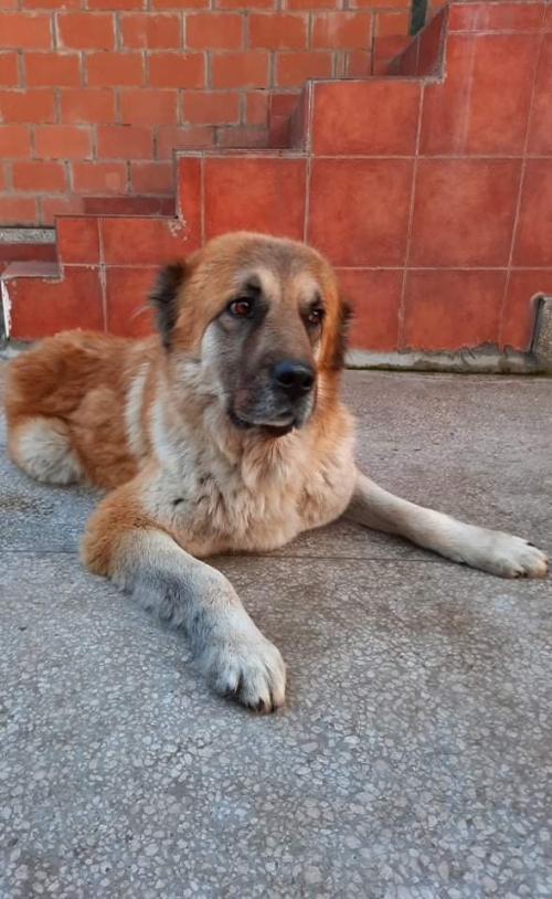 ქართული ნაგაზი ჩამოიყვანეს ფასანაურიდან