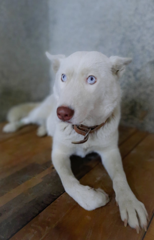 ლაიკა ნაპოვნია კასპში