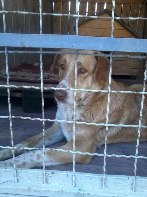 მეტისი უცნობი