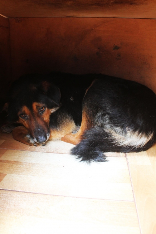 მეტისი უსახელო