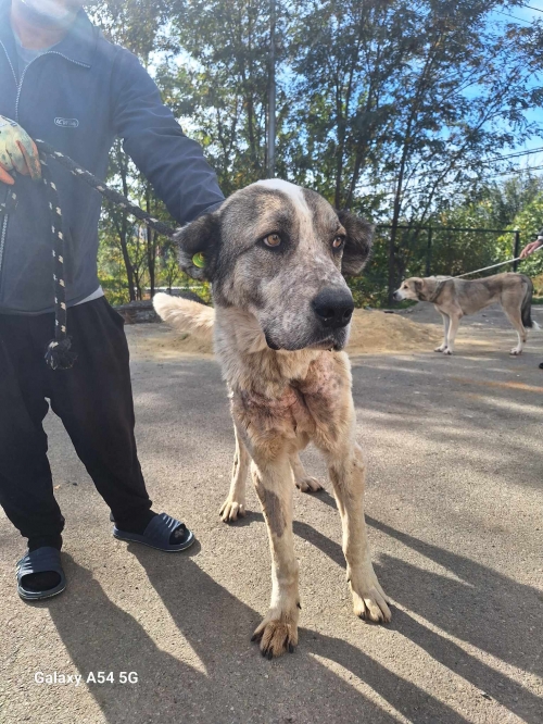 ქართული ნაგაზი გადმოყვანილია მუნიციპალური თავშესაფრიდან