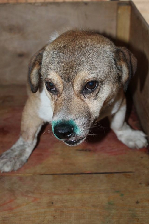 მეტისი უსახელო