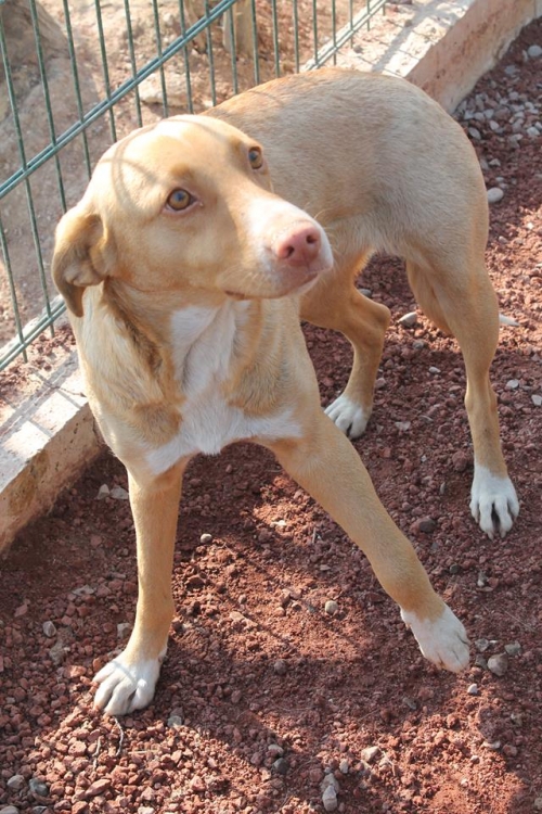 მეტისი ცუცა