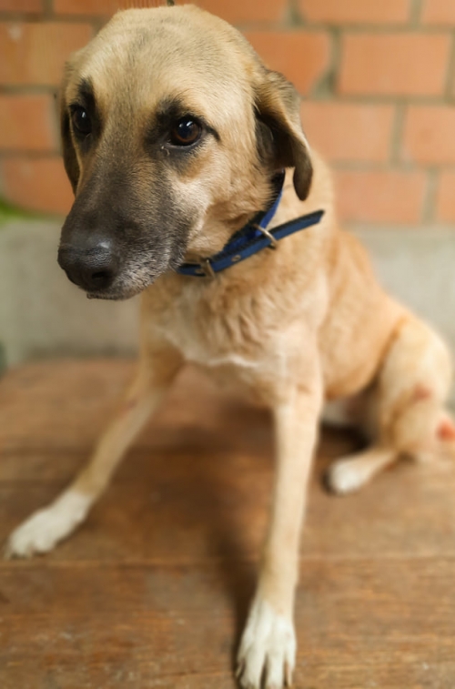 მეტისი ლილოს დასახლება