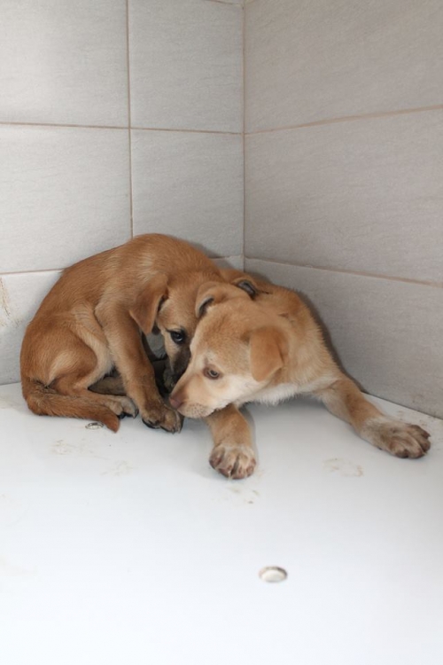 მეტისი უსახელო