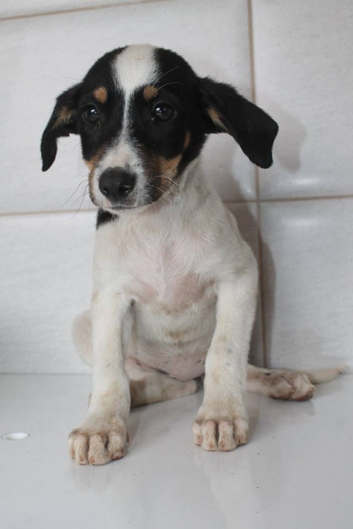 მეტისი უსახელო