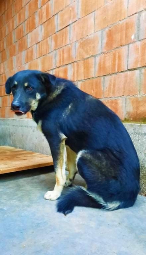 მეტისი გადმოყვანილია მუნიციპალური თავშესაფრიდან