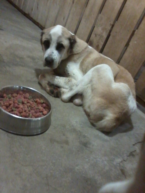 აზიური ნაგაზი უცნობი