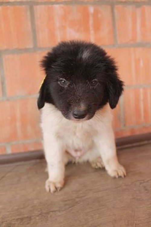 მეტისი უსახელო