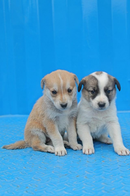 მეტისის ლეკვები უსახელო