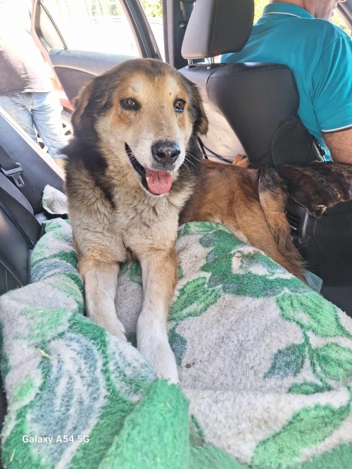 ქართული ქოფაკი ჯერი. თემქა ჩიკაშვილის 30 ნომერი