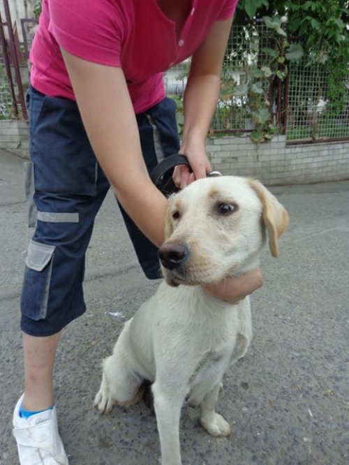 ლაბრადორი ნალა