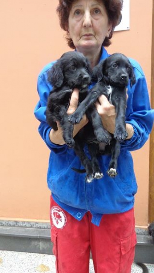 პოინტერის მეტისი უსახელოები