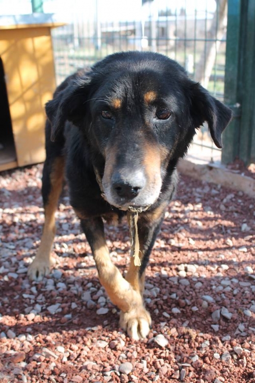 მეტისი ცუგა