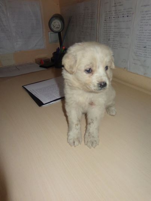 მეტისი უსახელო