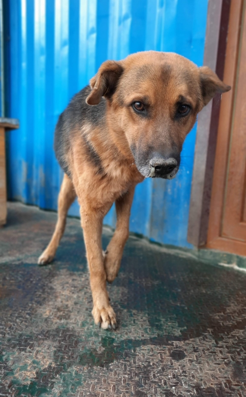 გერმანული ნაგაზის მეტისი უსახელო