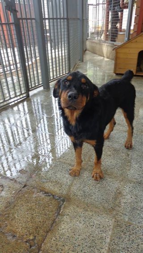 როტვეილერი როკი