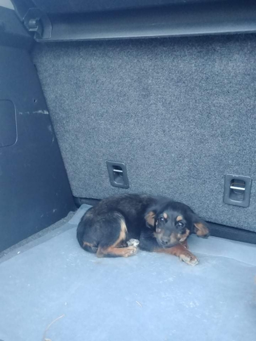 მეტისი უსახელო