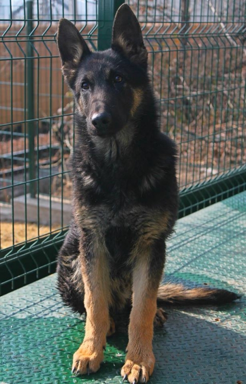 აღმოსავლეთ ევროპული ნაგაზი რექსი