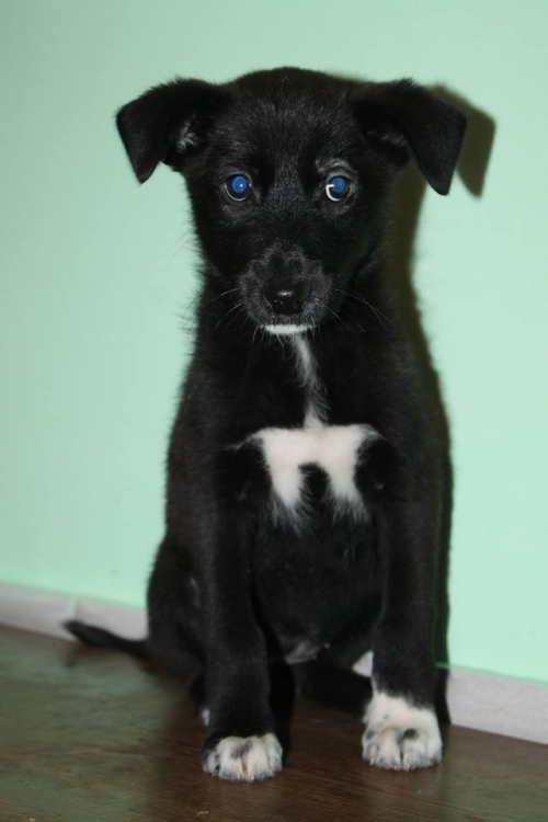 მეტისი უსახელო