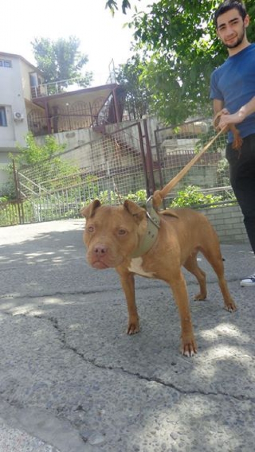 პიტი ენდი